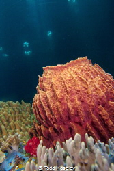 Barrel sponge with cathedral light by Todd Moseley 